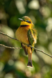 Little bee-eater with catchlight on slanted branch