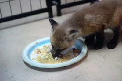 Close-up of cat eating food