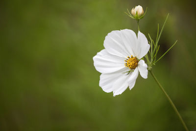 Close-up of white flower blooming outdoors