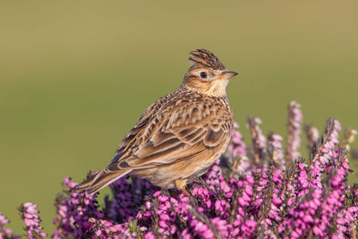 Close-up of bird perching on purple flower