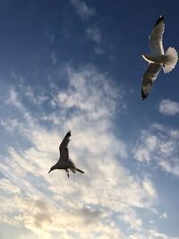 Low angle view of seagulls flying against sky