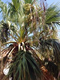 Low angle view of palm tree against sky