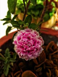 Close-up of pink flowering plant