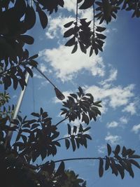 Low angle view of tree against sky