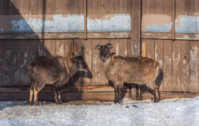 Goats standing in snow