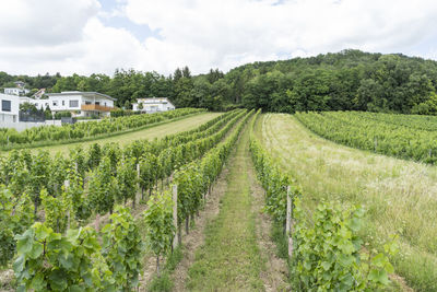 Scenic view of agricultural field against sky