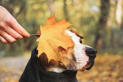 Midsection of person holding dog during autumn