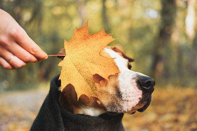 Cropped hand holding maple lead on dog head in park