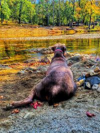 Dog relaxing on tree