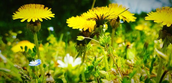 Close-up of yellow flowering plant on field