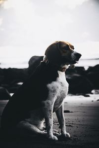 A dog guarding a beach in bali