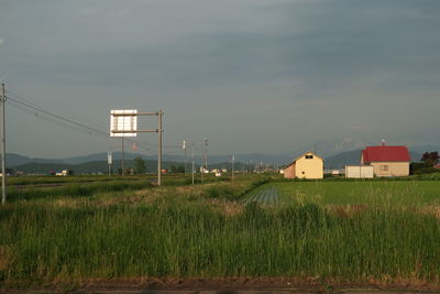 Plants growing on field against sky