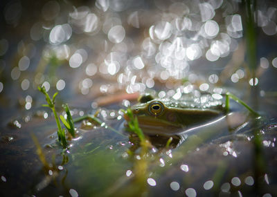 Close up of green frog