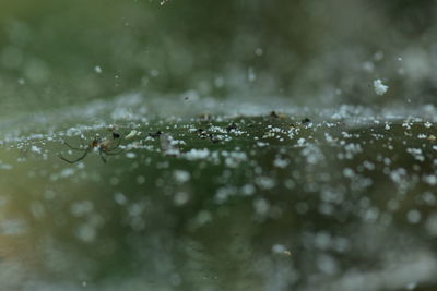 Close-up of water drops on plant