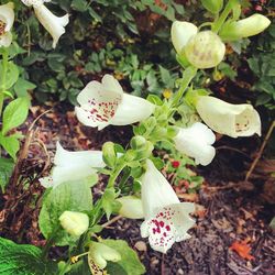 Close-up of white flowers