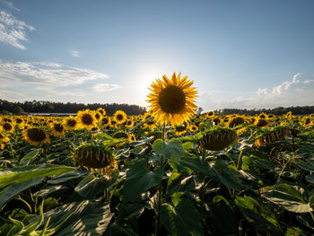 sunflower