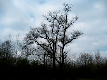 Silhouette bare trees on field against sky