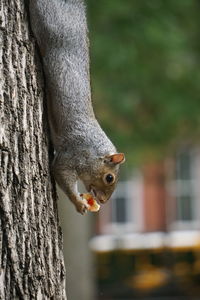 Close-up of squirrel on tree trunk