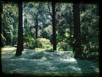 Trees by pond