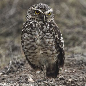 Close-up portrait of owl