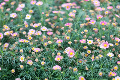 High angle view of flowering plants on field