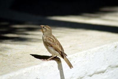 Close-up of sparrow perching on white retaining wall