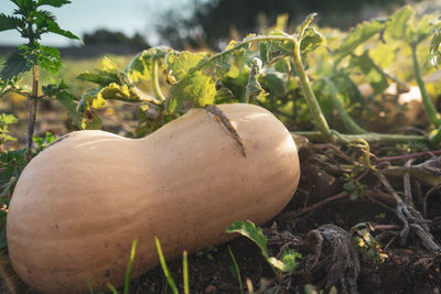 Close-up of bread on field