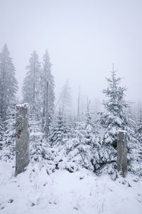 Snow covered trees against sky during winter