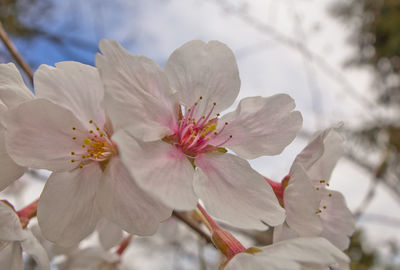 Close-up of pink flower blooming outdoors