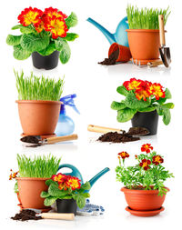 Close-up of potted plant on table