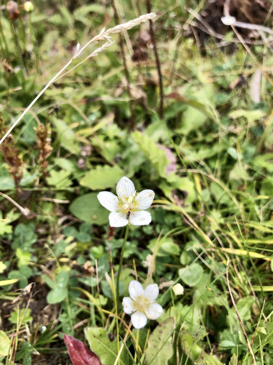 CLOSE-UP OF WHITE FLOWERING PLANTS ON LAND