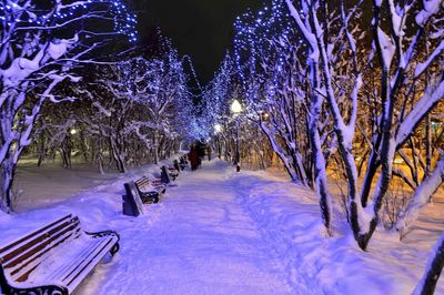 Illuminated trees against sky during winter