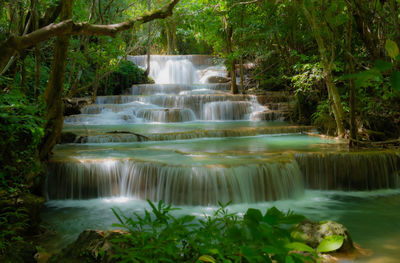 Scenic view of waterfall in forest