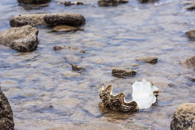 High angle view of rocks on shore