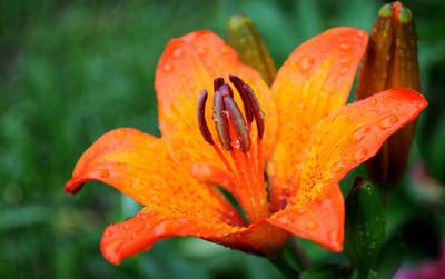 Close-up of raindrops on orange lily