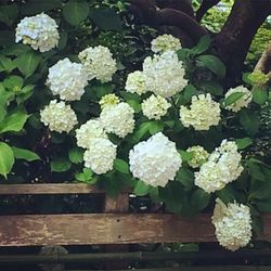 Close-up of white flowers blooming outdoors