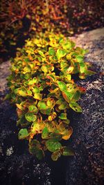 High angle view of yellow flowers