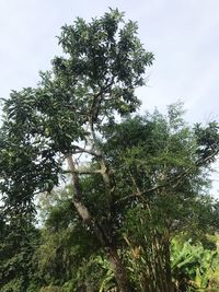 Low angle view of trees in forest