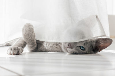 Close-up of grey cat laying on the floor