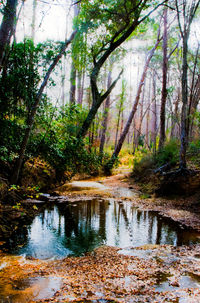 Reflection of trees in river