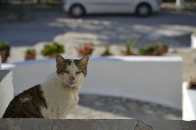 Close-up portrait of cat