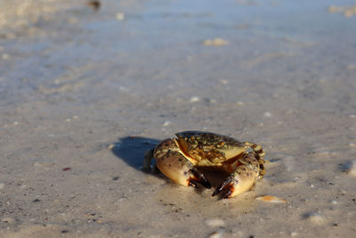 Close-up of shell on beach