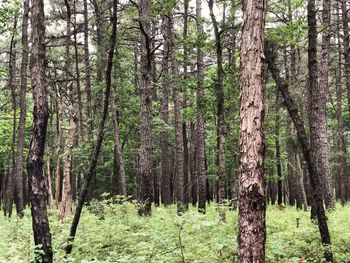 Pine trees in forest