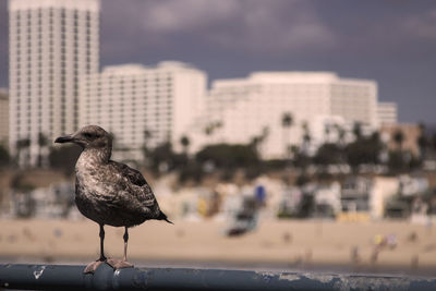 Portrait of a bird in the coast in front of the skyline of santa monica in los angeles