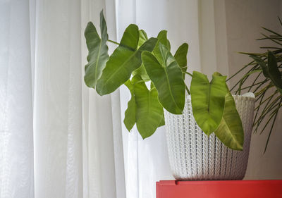 Close-up of potted plant by window at home