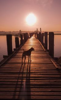 Silhouette dog on pier at sunset