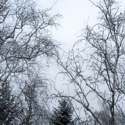 Low angle view of bare trees against sky