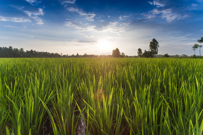 Scenic view of wheat field against sky