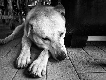 Close-up of dog sleeping on floor