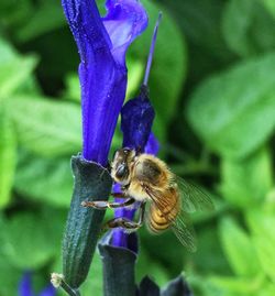 Close-up of purple flowers